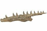 Fossil Mosasaur (Platecarpus) Upper Jaw w/ Teeth - Kansas #207901-7